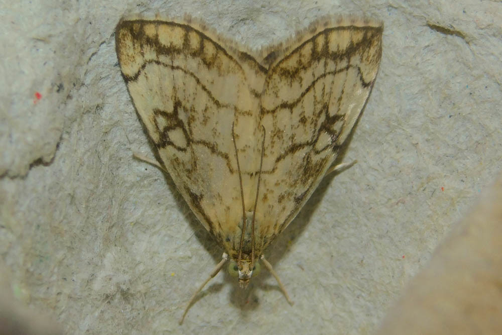 Evergestis pallidata - szalmaszínű dudvamoly