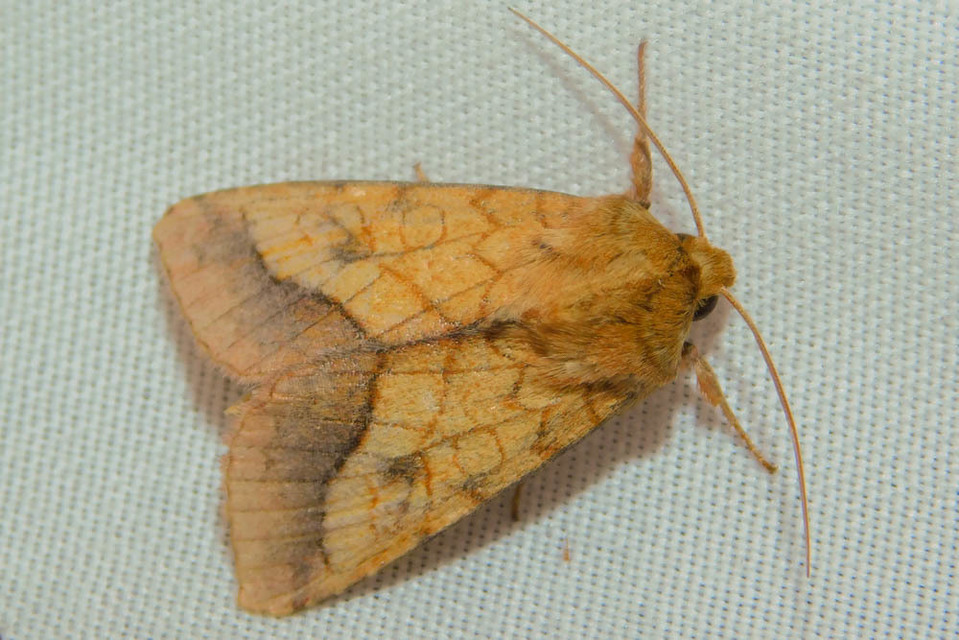 Pyrrhia umbra - iglicebagoly