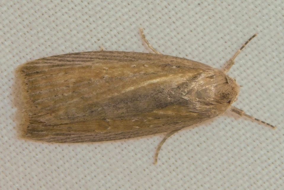 Chilodes maritima - négyfoltos nádibagoly