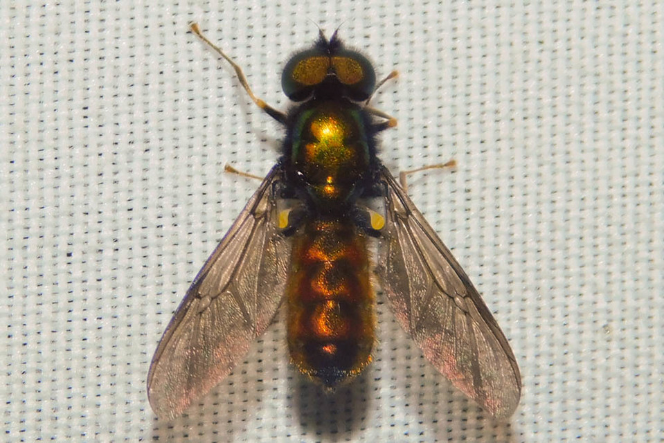 Chloromyia