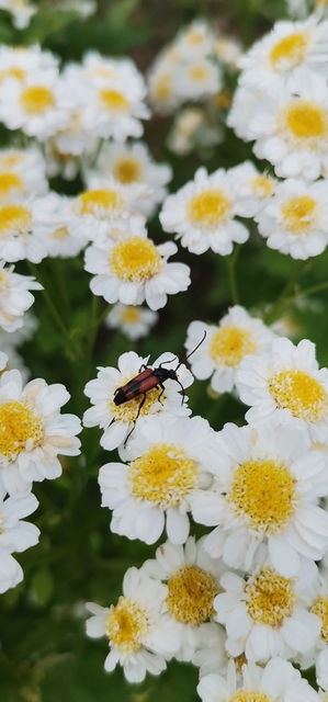 Stenurella bifasciata - kétöves karcsúcincér