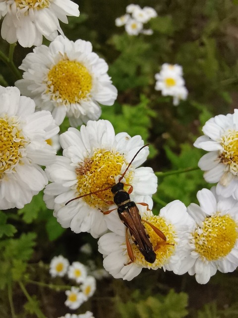 Stenopterus flavicornis - sárgacsápú keskenyfedőscincér