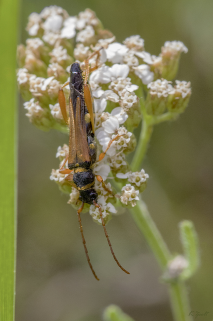 Stenopterus flavicornis - sárgacsápú keskenyfedőscincér