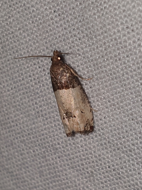 Notocelia roborana - rózsarügy-tükrösmoly