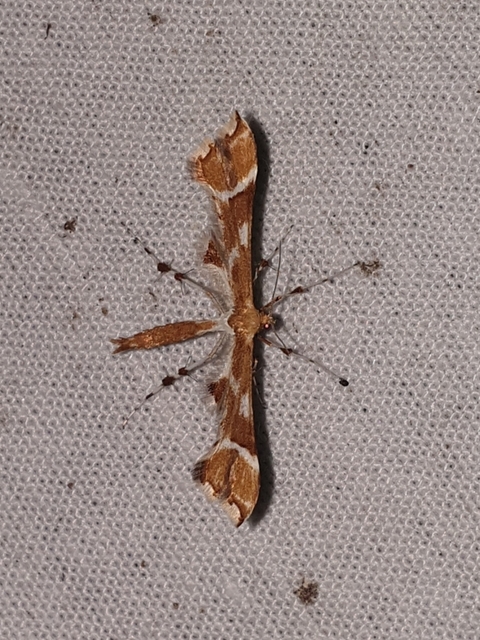 Cnaemidophorus rhododactyla - rózsabogyó-tollasmoly