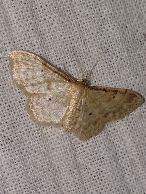 Idaea fuscovenosa - szürkeszélű apróaraszoló