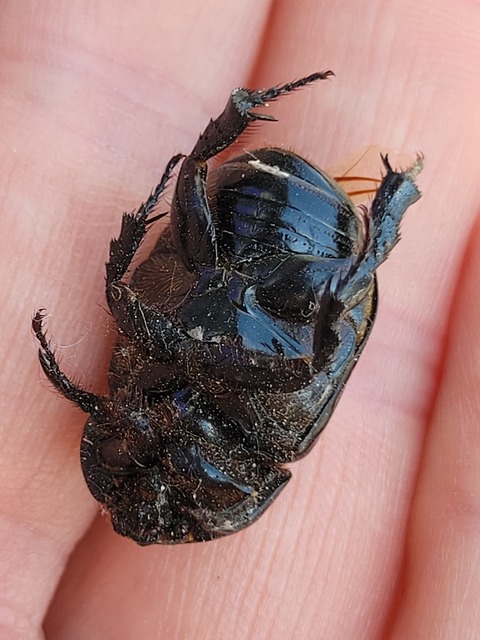 Pentodon idiota - butabogár