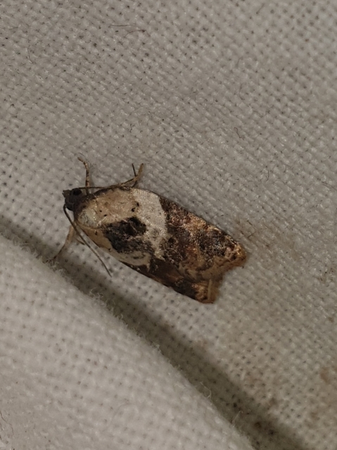 Acleris variegana - tarka levélmoly