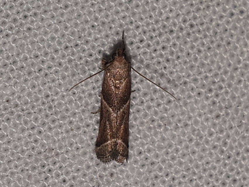 Nyctegretis