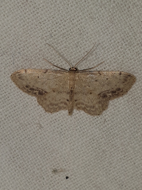 Idaea dimidiata - gyakori apróaraszoló