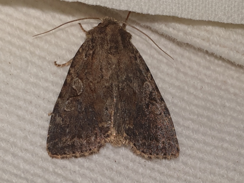Apterogenum ypsillon - ipszilon-erdeibagoly