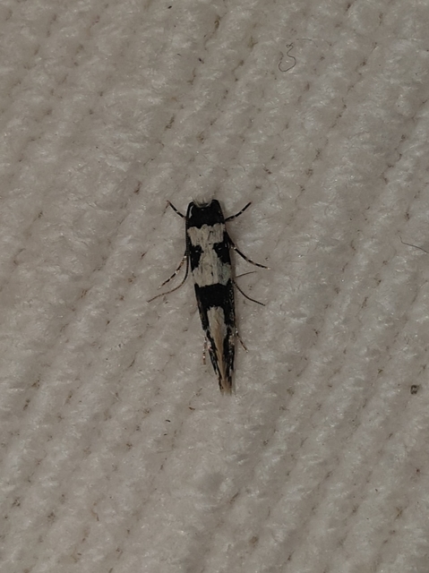 Neurothaumasia ankerella - magyarmoly