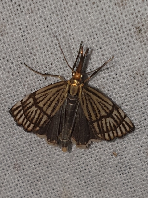 Chrysocrambus linetella - déli fűgyökérmoly