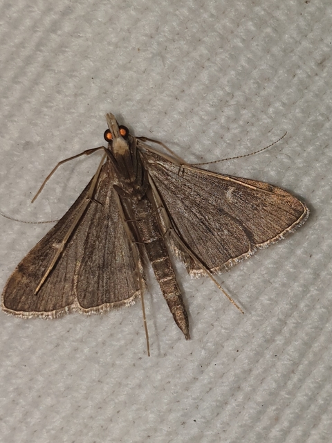 Dolicharthria punctalis - hosszúlábú tűzmoly