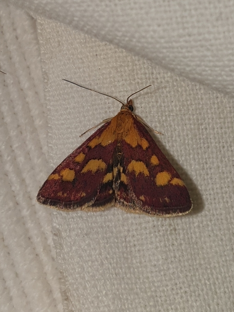 Pyrausta purpuralis - közönséges bíbormoly