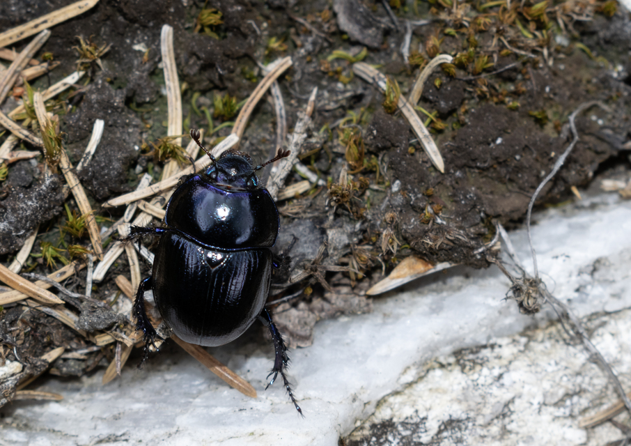 Anoplotrupes stercorosus - erdei álganéjtúró