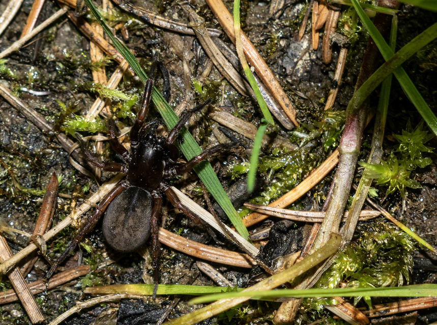 Amaurobius