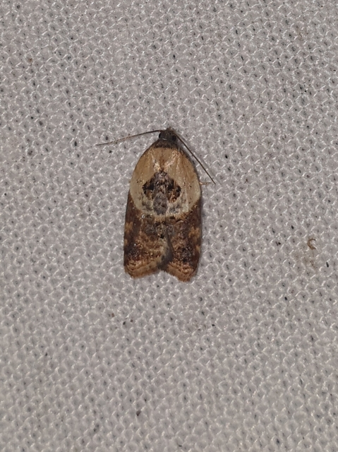 Acleris variegana - tarka levélmoly