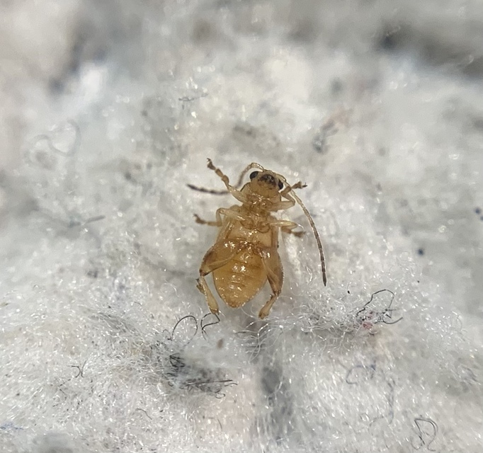 Longitarsus cizeki