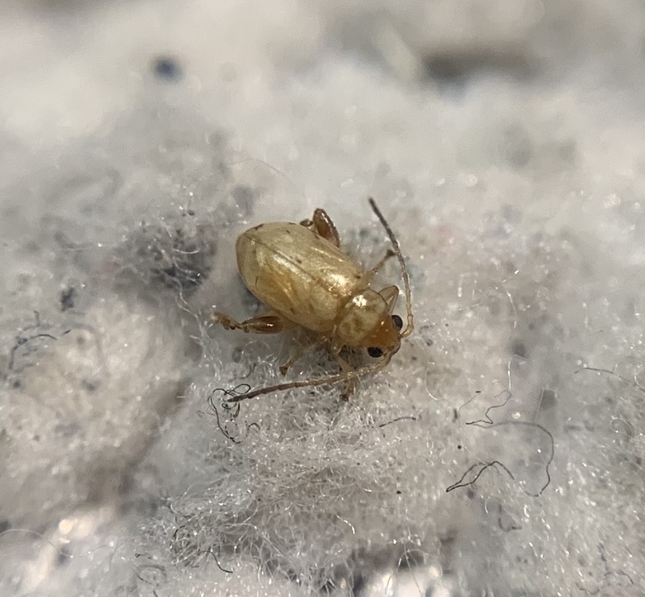 Longitarsus cizeki