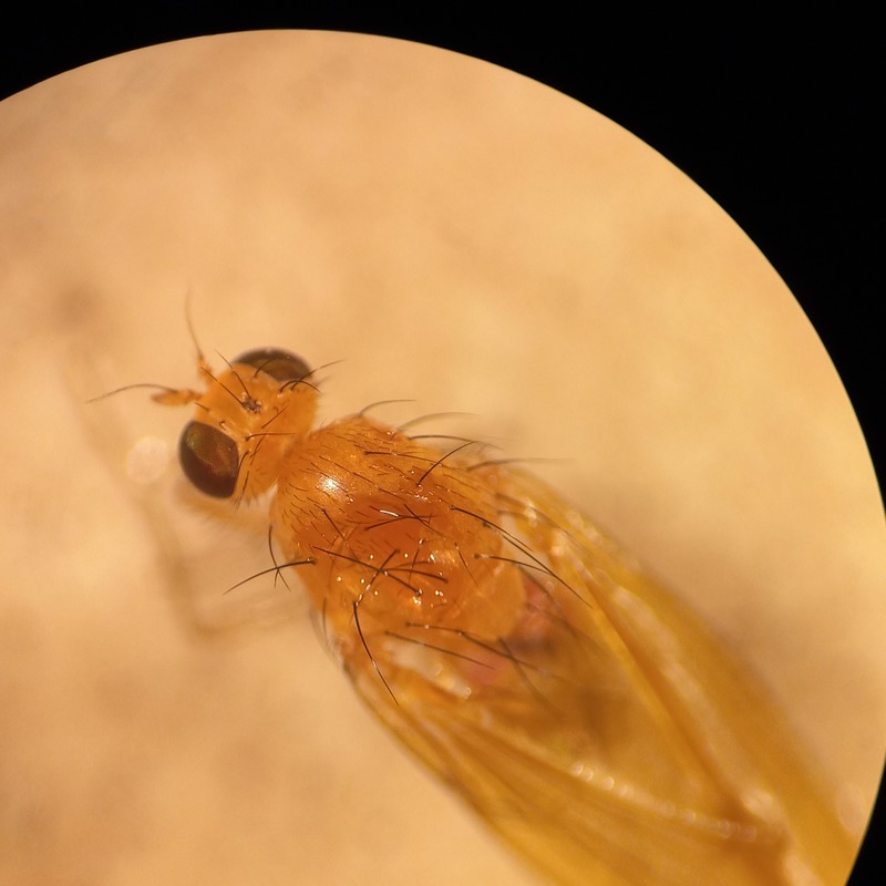 Meiosimyza rorida