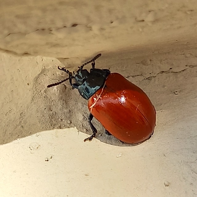 Chrysomela populi - nagy nyárlevelész