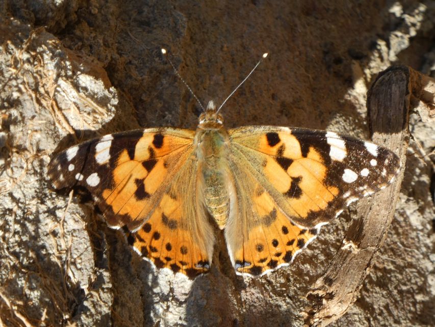 Vanessa cardui - bogáncslepke