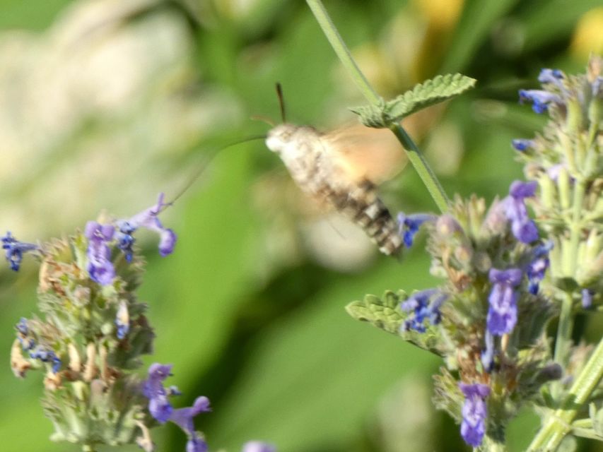 Macroglossum stellatarum - kacsafarkú szender