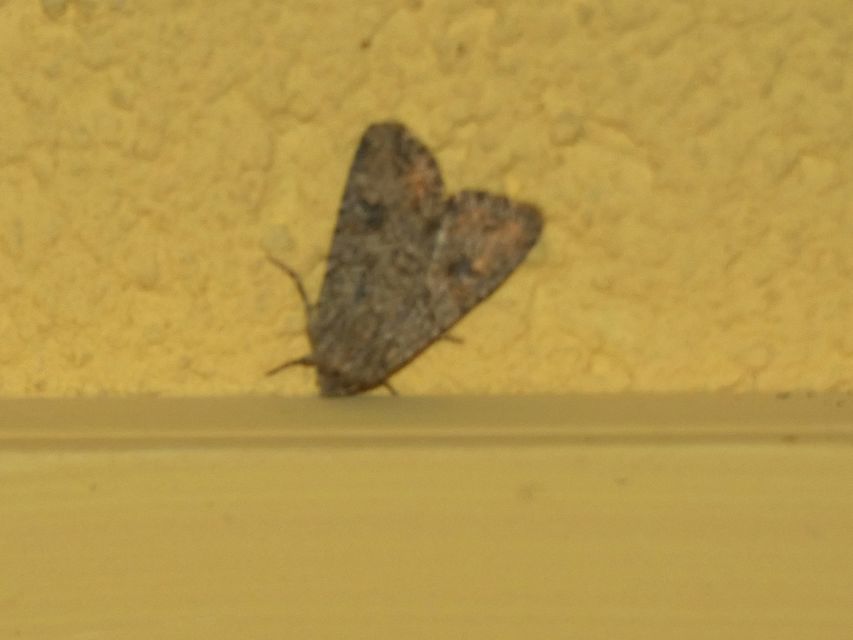 Hadula trifolii - lóherebagoly