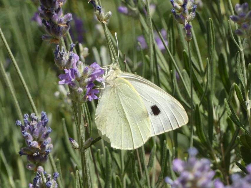 Pieris brassicae - káposztalepke
