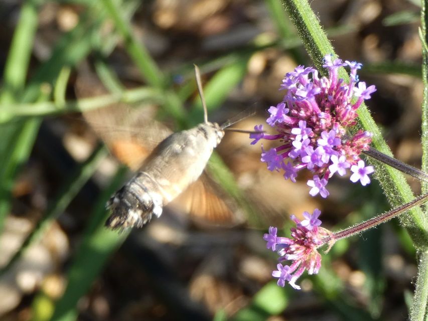 Macroglossum stellatarum - kacsafarkú szender