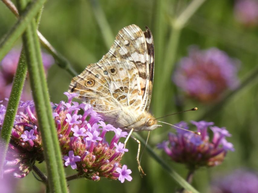 Vanessa cardui - bogáncslepke