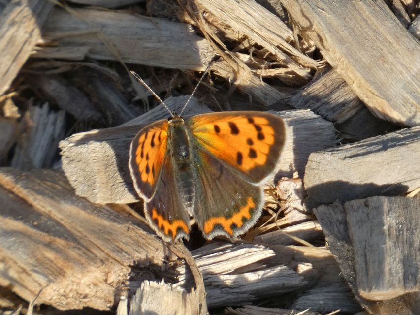 Lycaena phlaeas - közönséges tűzlepke