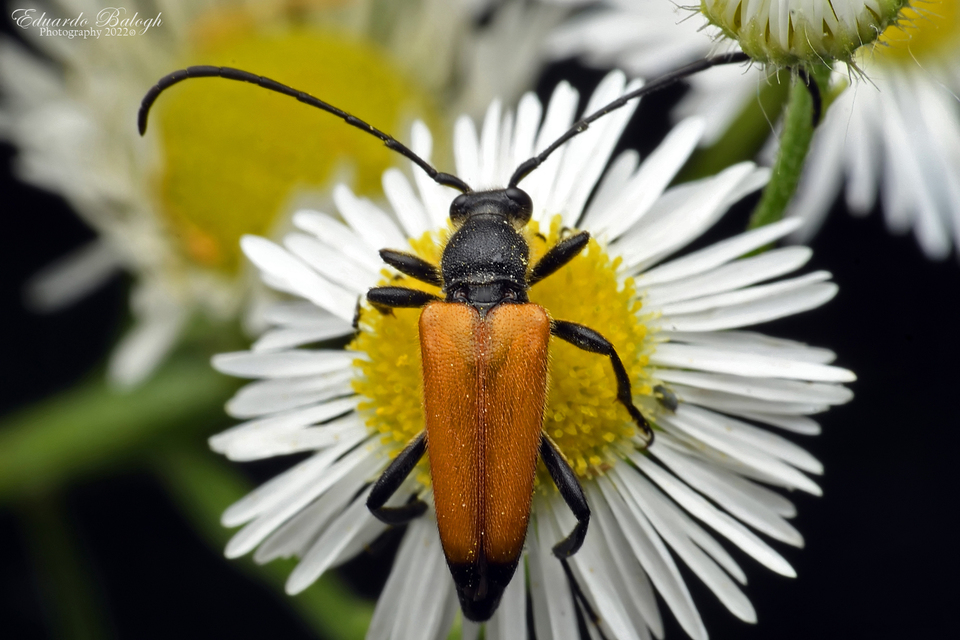 Stictoleptura fulva - vörhenyes virágcincér