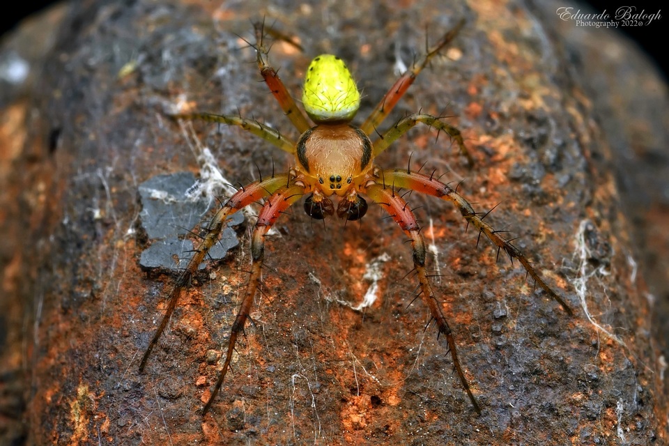 Araniella