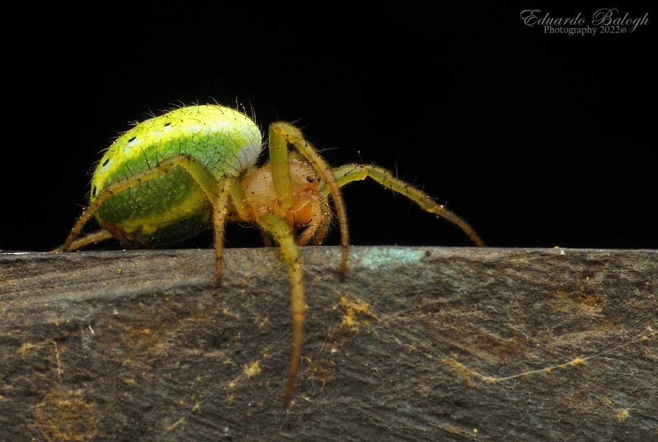 Araniella