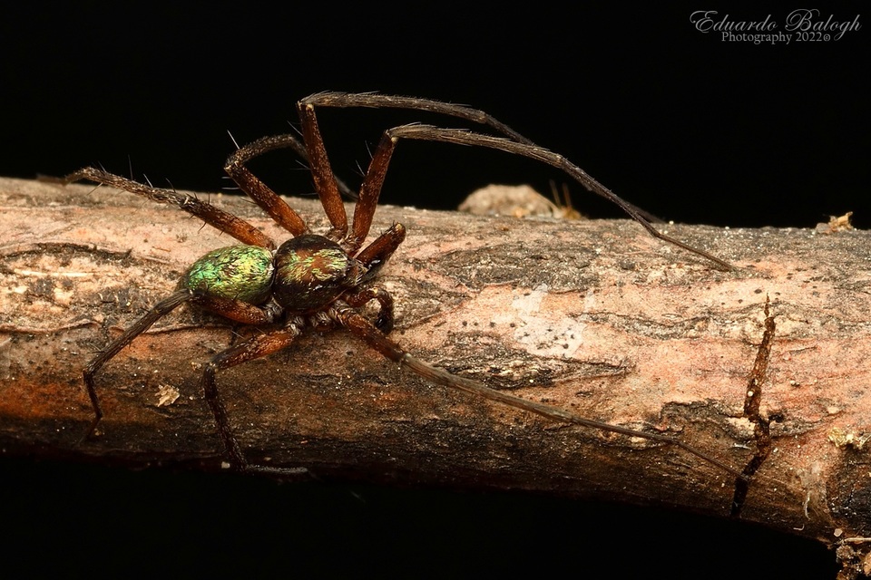 Philodromus aureolus - aranyos fürgekarolópók