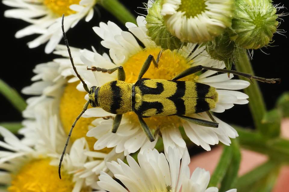 Chlorophorus varius - díszes darázscincér