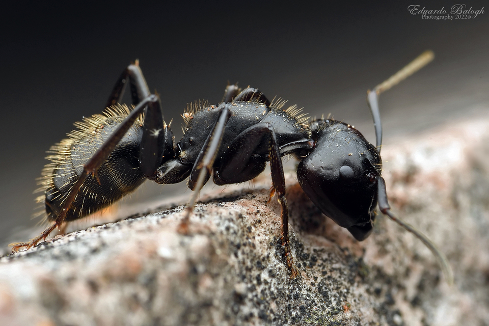 Camponotus vagus - fekete lóhangya