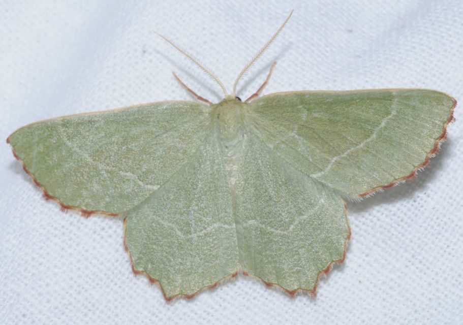 Thalera fimbrialis - csipkésszélű zöldaraszoló