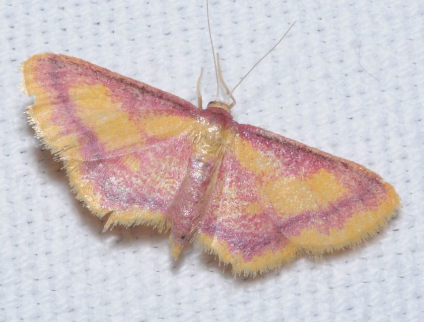 Idaea muricata - mocsári pirosaraszoló