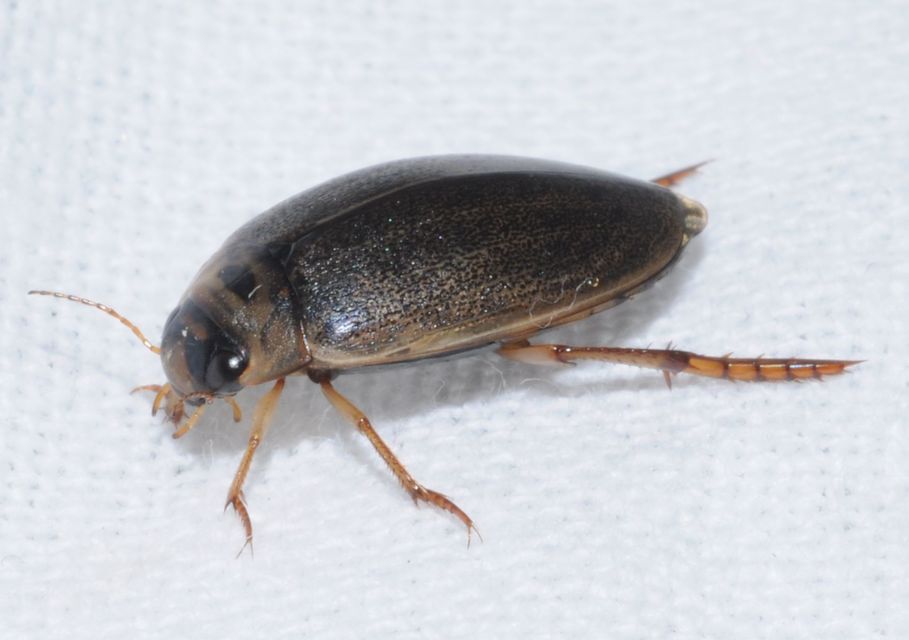 Rhantus frontalis - sárgamellű particsíkbogár