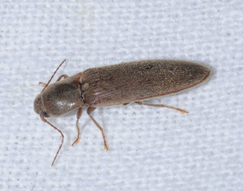 Synaptus filiformis - talpas pattanó