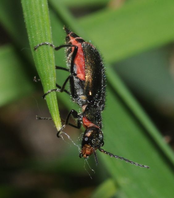 Malachius bipustulatus - kétfoltos bibircsesbogár
