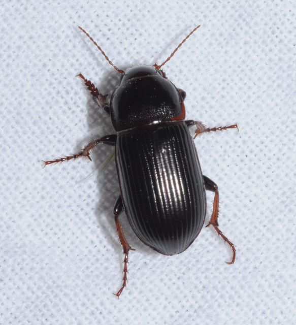 Zabrus tenebrioides - gabonafutó