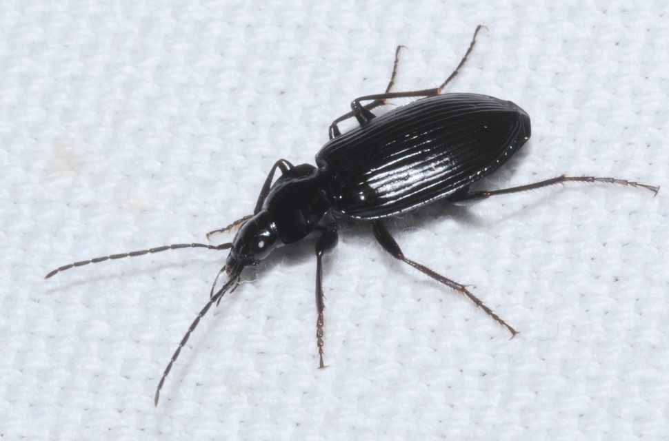 Agonum lugens - mocsári kisfutó Agonum lugens - mocsári kisfutó