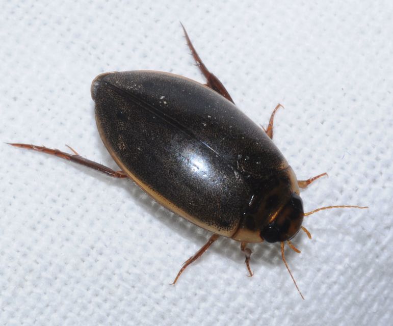 Rhantus suturalis - gyakori particsíkbogár