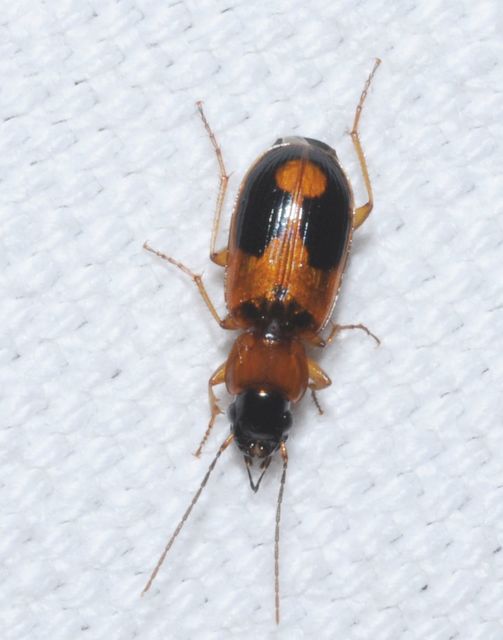 Badister meridionalis - közönséges posványfutonc