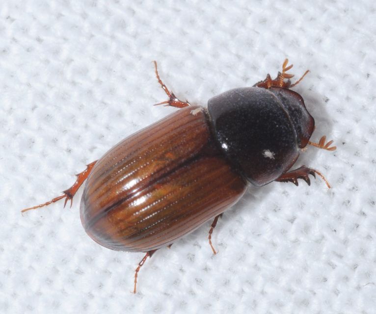 Aphodius rufus - sárgásvörös trágyabogár
