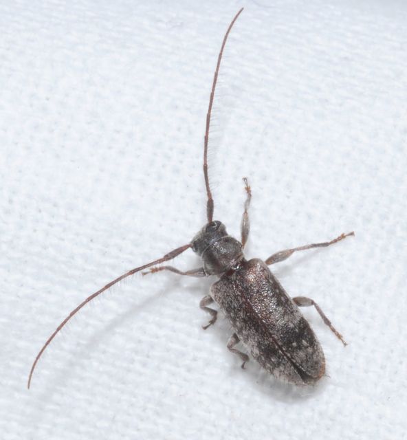 Exocentrus adspersus - tölgyfa-rőzsecincér